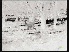 Prodigy Mini 1.0-2.0x13mm